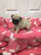 Pug Puppies for sale in Bountiful, UT 84010, USA. price: NA
