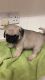 Pug Puppies for sale in White Hall, AR 71602, USA. price: NA