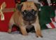 Pug Puppies for sale in Lewes, DE 19958, USA. price: NA