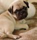Pug Puppies for sale in Abilene, Houston, TX 77020, USA. price: NA