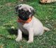 Pug Puppies for sale in Pasadena, CA, USA. price: NA