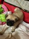 Pug Puppies for sale in S Acansa Dr, Pueblo West, CO 81007, USA. price: NA