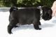Pug Puppies for sale in New Castle, PA, USA. price: NA