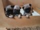 Pug Puppies for sale in NJ-17, Paramus, NJ 07652, USA. price: NA