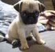 Pug Puppies for sale in Dover, DE, USA. price: NA