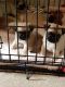 Pug Puppies for sale in Buffalo, NY, USA. price: $350