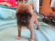Pug Puppies for sale in NJ-3, Clifton, NJ, USA. price: NA