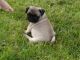 Pug Puppies for sale in Tecate, CA 91987, USA. price: NA