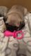 Pug Puppies for sale in Magnolia Ct, St. Thomas, ON N5P 4M3, Canada. price: $450