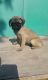 Pug Puppies for sale in Mound, MN 55364, USA. price: NA