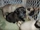 Pug Puppies for sale in Québec City, QC, Canada. price: NA