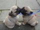 Pug Puppies for sale in Freehold, NJ 07728, USA. price: NA