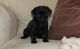 Pug Puppies for sale in Georgetown, KY 40324, USA. price: NA