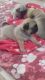Pug Puppies for sale in Erie, PA, USA. price: NA