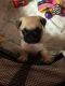 Pug Puppies for sale in National Ave, Big Bend, WI 53103, USA. price: NA
