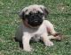 Pug Puppies for sale in Glastonbury, CT, USA. price: NA