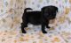 Pug Puppies for sale in Glastonbury, CT, USA. price: $500