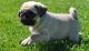 Pug Puppies for sale in Jacksonville, FL 32238, USA. price: NA