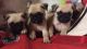 Pug Puppies for sale in Massachusetts Ave, Cambridge, MA, USA. price: NA