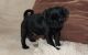 Pug Puppies for sale in Bozeman, MT, USA. price: $500