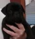 Pug Puppies for sale in New York, NY 10007, USA. price: NA