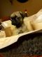 Pug Puppies for sale in La Marque, TX 77568, USA. price: NA