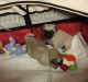 Pug Puppies for sale in Mt Pleasant St, Racine, WI 53404, USA. price: $300