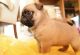 Pug Puppies for sale in Emporia, KS 66801, USA. price: NA