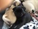Pug Puppies for sale in Cumberland Furnace, TN 37051, USA. price: NA