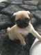 Pug Puppies for sale in Bronx, NY, USA. price: NA