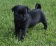 Pug Puppies for sale in Rice, MN 56367, USA. price: NA
