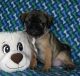 Pug Puppies for sale in Rice, MN 56367, USA. price: NA