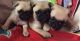 Pug Puppies for sale in Cumberland Furnace, TN 37051, USA. price: NA