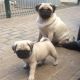 Pug Puppies for sale in 10001 US-4, Whitehall, NY 12887, USA. price: NA