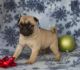 Pug Puppies for sale in CA-1, Mill Valley, CA 94941, USA. price: NA