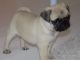 Pug Puppies for sale in Brunswick, OH 44212, USA. price: NA