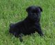 Pug Puppies for sale in Brunswick, OH 44212, USA. price: NA