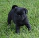 Pug Puppies for sale in Salem, OR, USA. price: NA