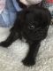 Pug Puppies for sale in Florence St, Denver, CO, USA. price: NA