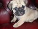 Pug Puppies for sale in Olympia, WA, USA. price: $400