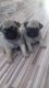 Pug Puppies for sale in Fairhope Ave, Fairhope, AL 36532, USA. price: NA