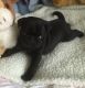 Pug Puppies for sale in Florence St, Denver, CO, USA. price: NA