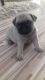 Pug Puppies for sale in Delaware, OH 43015, USA. price: NA