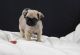 Pug Puppies for sale in Abbeville, SC 29620, USA. price: NA