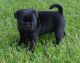Pug Puppies for sale in Abbeville, SC 29620, USA. price: NA