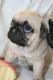 Pug Puppies for sale in Davenport Rd, Toronto, ON, Canada. price: $700