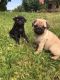 Pug Puppies for sale in Bountiful, UT 84010, USA. price: NA