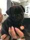 Pug Puppies for sale in Yemassee, SC 29945, USA. price: NA