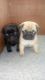 Pug Puppies for sale in NC-54, Burlington, NC 27215, USA. price: NA