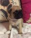 Pug Puppies for sale in Florida Ave S, Lakeland, FL, USA. price: NA